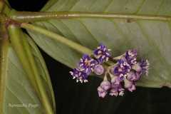 Memecylon subramanii